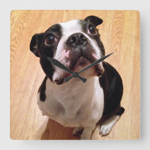 Reloj Cuadrado Perro de Boston Terrier