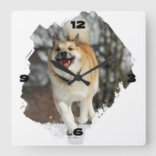 Reloj Cuadrado Perro de islandia