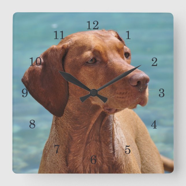 Reloj Cuadrado Perro de Vizsla del Magyar (Anverso)