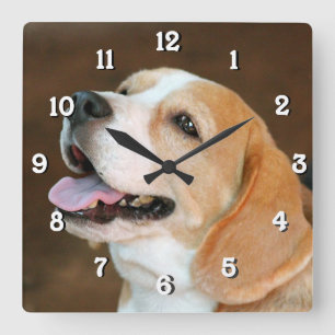 Reloj Cuadrado Perro del beagle