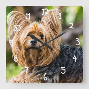 Reloj Cuadrado Perro lindo de Yorkshire Terrier en jardín