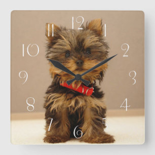 Reloj Cuadrado Perro porcino de Yorkshire Terrier