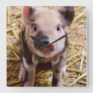 Reloj Cuadrado Piglet