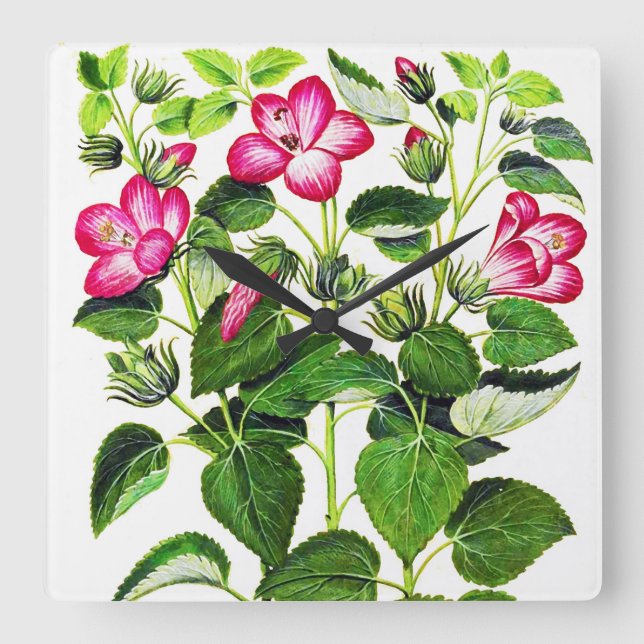 Reloj Cuadrado Pink Italian Hibiscus flowers, vintage print (Anverso)