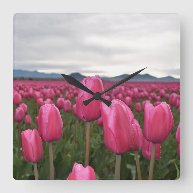 Reloj Cuadrado Pink Tulips Flowers Acrylic Wall Clock (Anverso)