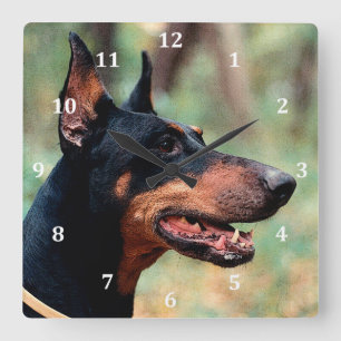 Reloj Cuadrado Pinscher del Doberman en las maderas