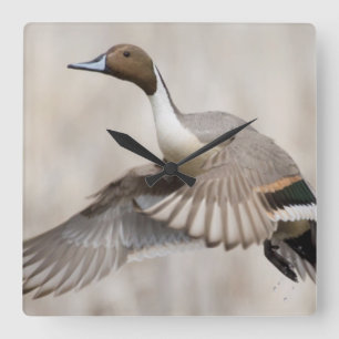 Reloj Cuadrado Pintail Drake Take Flight