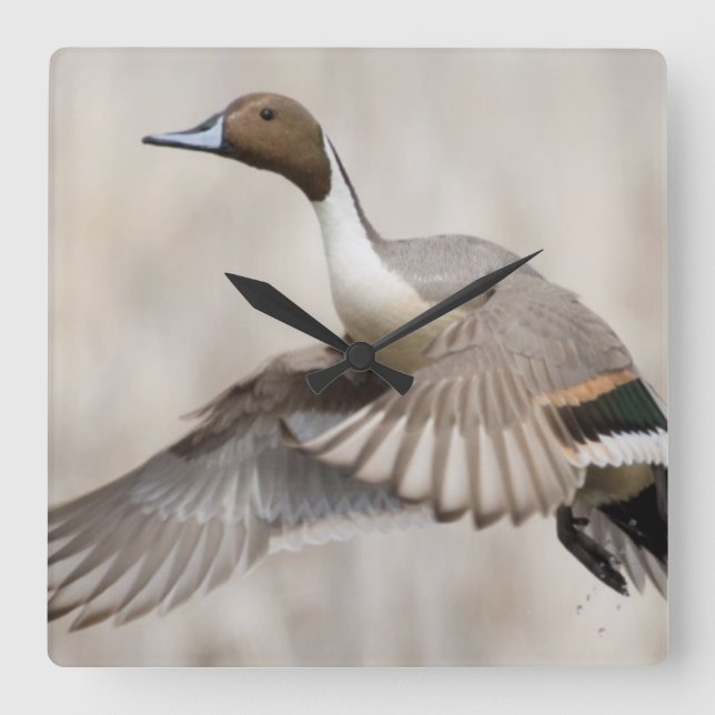 Reloj Cuadrado Pintail Drake Take Flight (Anverso)