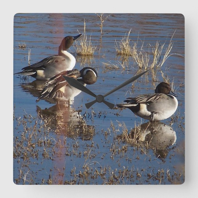 Reloj Cuadrado Pintail Duck Birds Wildlife Animals Wall Clock (Anverso)