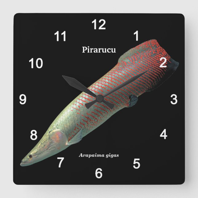 Reloj Cuadrado Pirarucu , Arapaima gigas (Anverso)