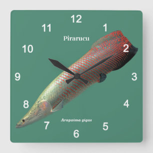 Reloj Cuadrado Pirarucu , Arapaima gigas