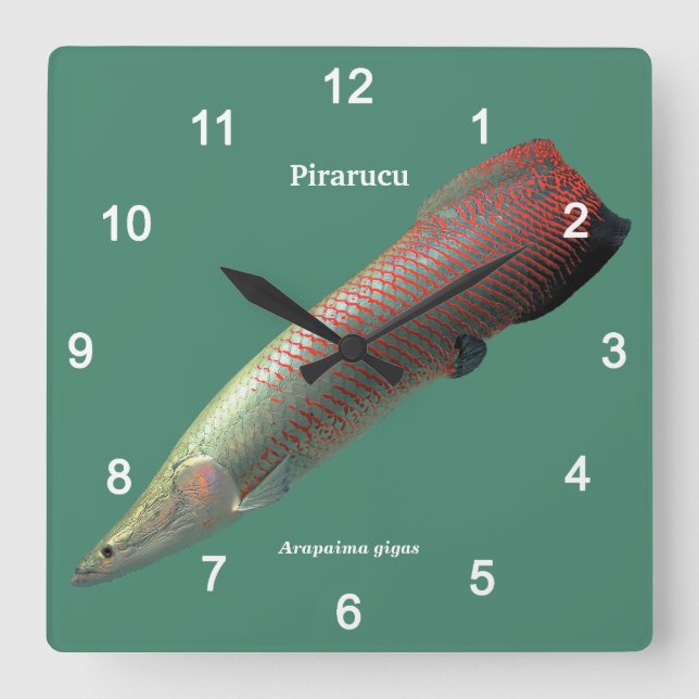Reloj Cuadrado Pirarucu , Arapaima gigas (Anverso)