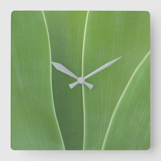 Reloj Cuadrado Planta de Agave de cerca (Anverso)