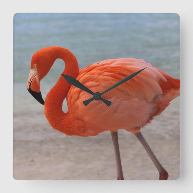 Reloj Cuadrado Playas tropicales | Flamingo caribeño, Aruba (Anverso)
