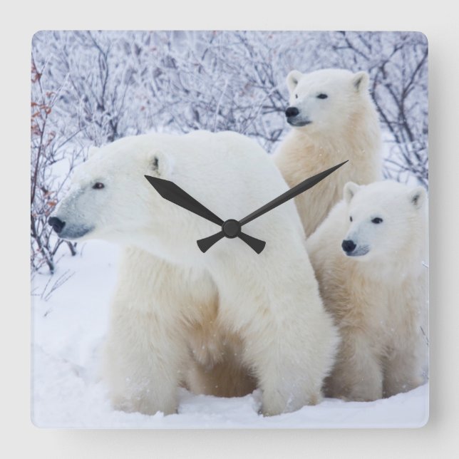 Reloj Cuadrado Polar Bears and Two cubs (Anverso)