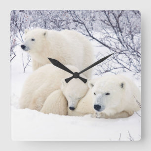 Reloj Cuadrado Polar Bears female and Two cubs