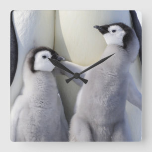 Reloj Cuadrado Polluelo del pingüino de emperador