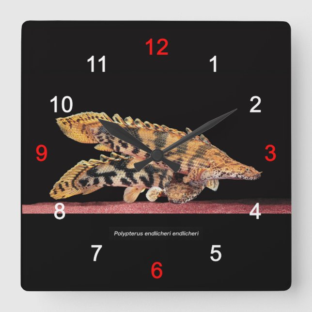 Reloj Cuadrado Polypterus endlicheri endlicheri (Anverso)