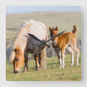 Reloj Cuadrado Poni Shetland en pastizal cerca de acantilados alt
