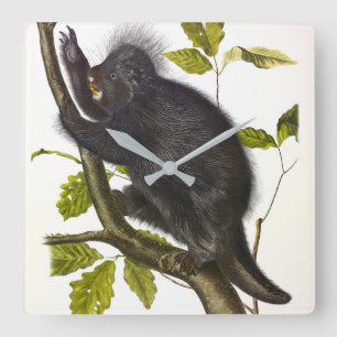 Reloj Cuadrado Porcupine de Norteamérica o Canadá por Audubon