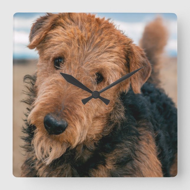 Reloj Cuadrado Portrait of an Airedale Terrier 2 (Anverso)