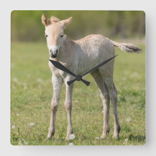 Reloj Cuadrado Potro del caballo de Przewalski, Hungría