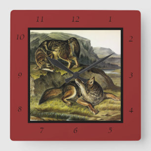 Reloj Cuadrado Prairie Wolf (Coyote) de los cuatripedos de Audubo