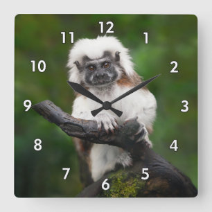 Reloj Cuadrado Prima Tamarin de Algodón Super Cuto