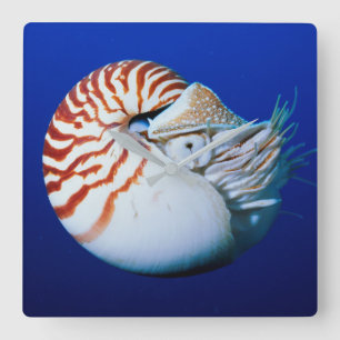 Reloj Cuadrado Primer Plano De Nautilus Camerado