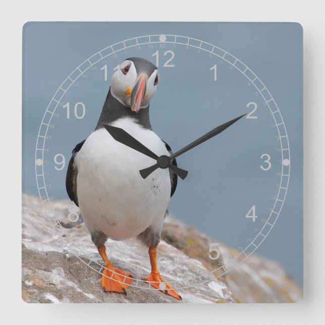 Reloj Cuadrado Puffin permanente (Anverso)