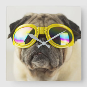 Reloj Cuadrado Pug con gafas