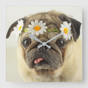 Reloj Cuadrado Pug con la corona de margarita