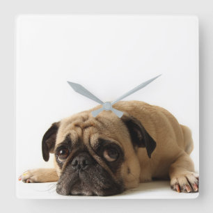 Reloj Cuadrado Pug triste
