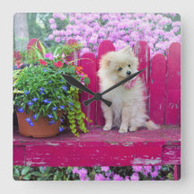 Puppy bulffy Pomeraniano en el banquillo de jardín