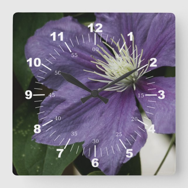 Reloj Cuadrado Purple Clematis (Anverso)