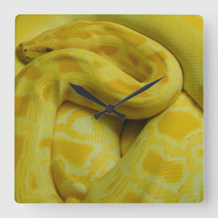 Reloj Cuadrado Python birmano amarillo