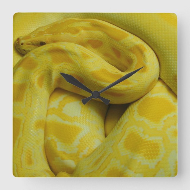 Reloj Cuadrado Python birmano amarillo (Anverso)