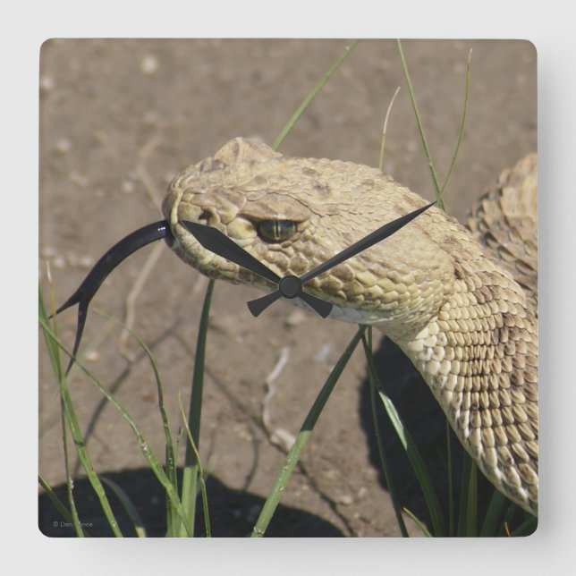 Reloj Cuadrado R8 Prairie Rattlesnake Head Shot (Anverso)