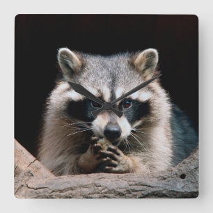 Reloj Cuadrado Raccoon 004