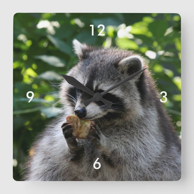 Reloj Cuadrado Raccoon_2015_0116 (Anverso)