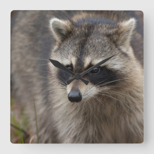 Reloj Cuadrado Raccoon, Procyon lotor, Florida, USA 1