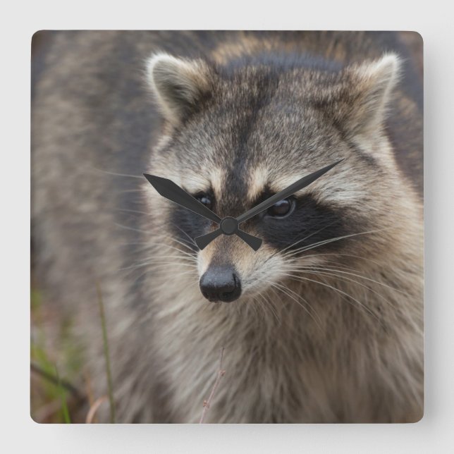 Reloj Cuadrado Raccoon, Procyon lotor, Florida, USA 1 (Anverso)