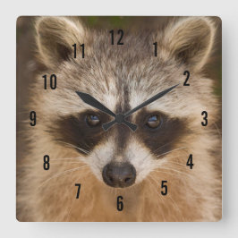 Reloj Cuadrado Raccoon Wall Clock