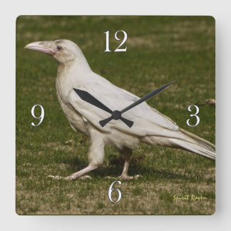 Reloj Cuadrado Raras fotografías de vida silvestre de White Raven