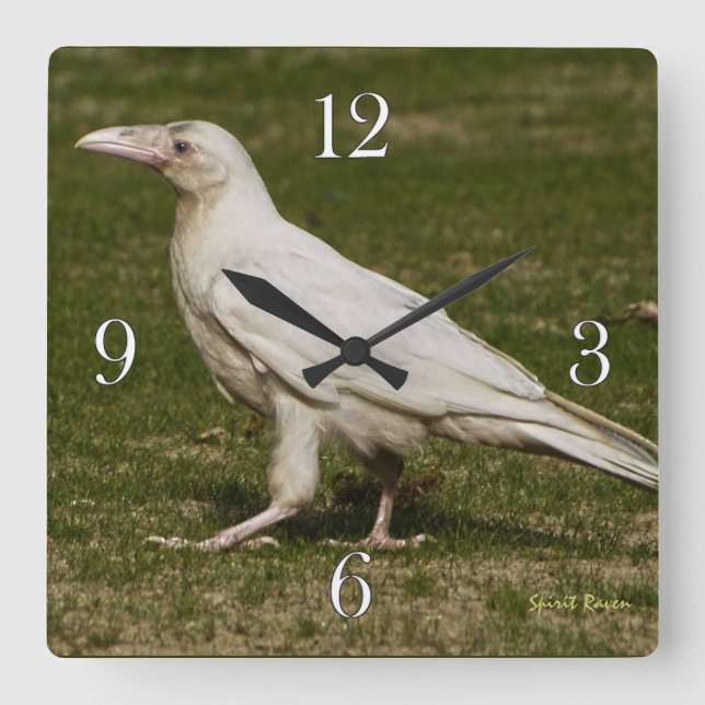 Reloj Cuadrado Raras fotografías de vida silvestre de White Raven (Anverso)