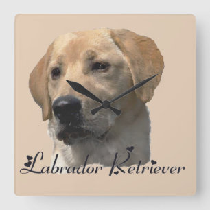 Reloj Cuadrado Regalos de arte del Labrador Amarillo Recuperador