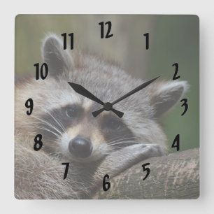 Reloj Cuadrado Resting Raccoon
