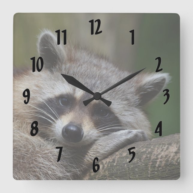 Reloj Cuadrado Resting Raccoon (Anverso)