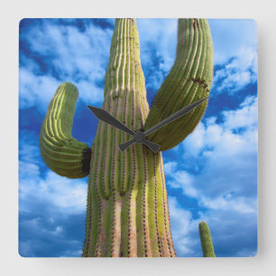 Reloj Cuadrado Retrato de cactus de Saguaro, Arizona