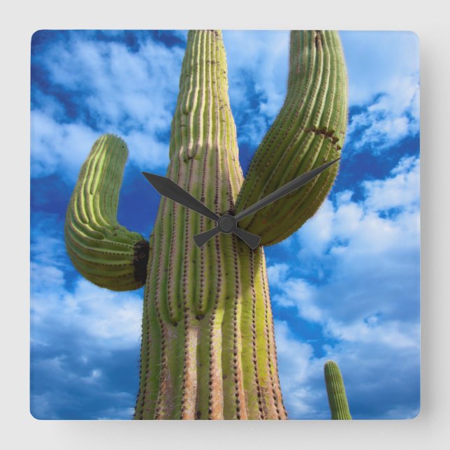 Reloj Cuadrado Retrato de cactus de Saguaro, Arizona (Anverso)